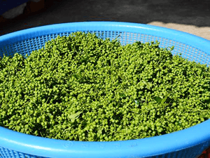 新物韓国産実山椒